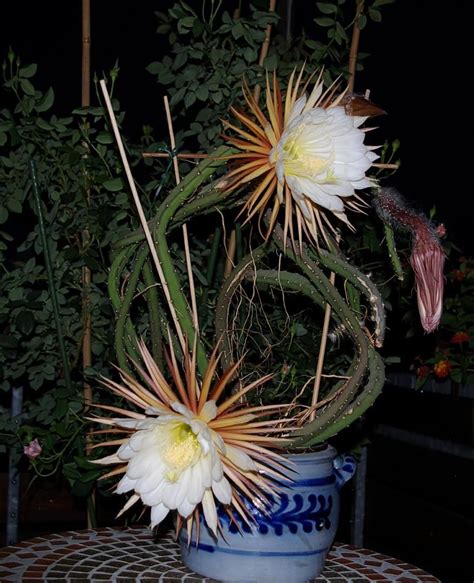 Selenicereus grandiflorus | Unusual flowers, Cactus flower, Cactus seeds