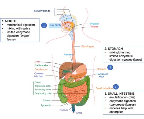 Digestion and Absorption of Lipids – Nutrition: Science and Everyday Application, v. 1.0