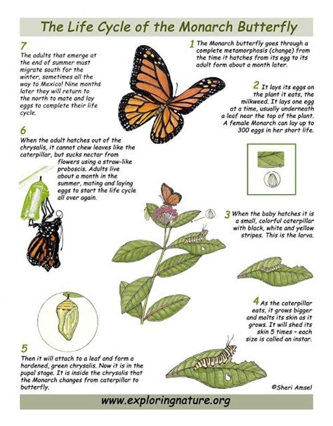 Pin on Learn about Animals, Food Webs, Life Cycles, NGSS