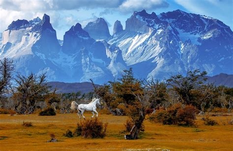 mountains, Trees, Horse, National, Park, Torres, Del, Paine, National ...