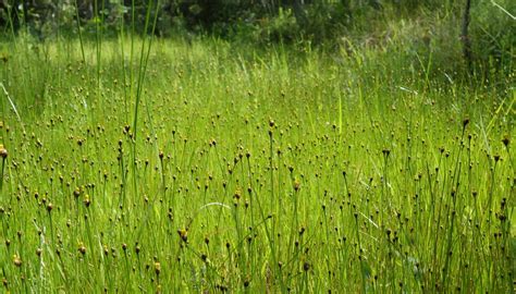 Pine Barren Flora | NJPB Forums