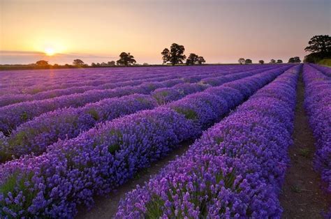 Pemandangan Bunga Lavender - Gambar Viral HD