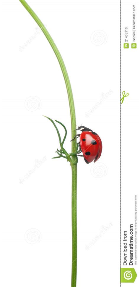 Seven-spot Ladybird Or Seven-spot Ladybug Stock Photo - Image of isolated, panorama: 21403116