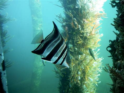 Up AbOve & DoWN UnDer: Busselton Jetty Underwater Observatory