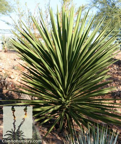 yucca aloifolia spanish bayonet - Google Search [185 | Plant pictures, Plant identification, Plants