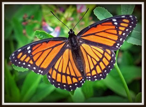 The Viceroy Butterfly - a Monarch mimic | Viceroy Butterfly,… | Flickr