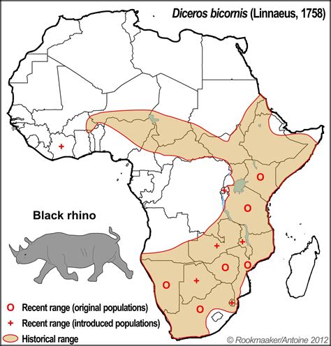 Black Rhino Population 2024 - Izabel Christalle