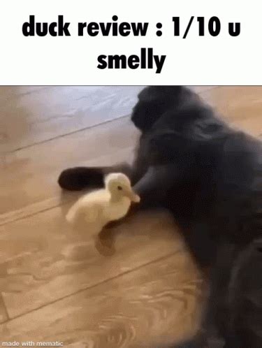 Duck Cat GIF - Duck Cat Meme - Discover & Share GIFs