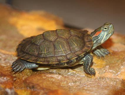 Care of African Side-Neck Turtles