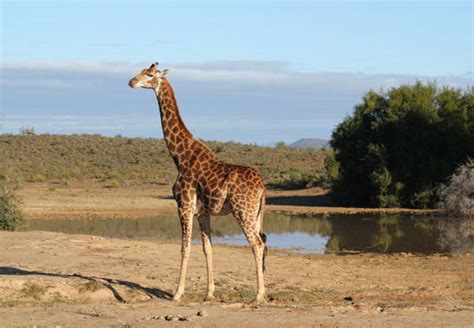 Polokwane Game Reserve, polokwane, South Africa - Top Attractions, Things to Do & Activities in ...