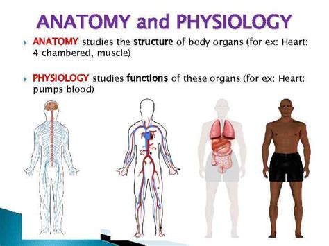 Basic concepts of anatomy and physiology ANATOMY