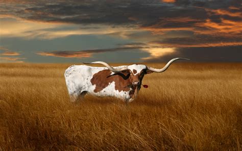 Texas Longhorn Wallpaper Screensavers (48+ images)