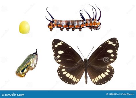 Australian Butterfly Common Crow Stock Illustrations – 1 Australian ...