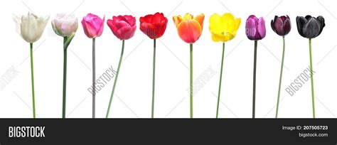 Variety Colors Tulip Image & Photo (Free Trial) | Bigstock