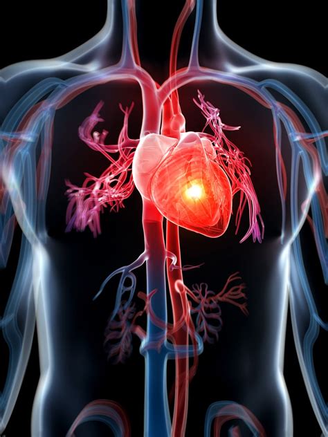 What is physiology? - The Physiological Society