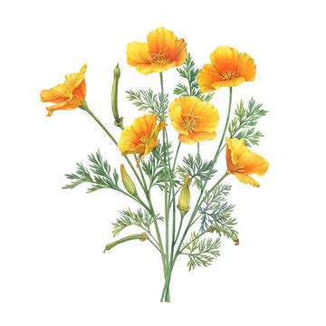 California Poppy Drawing Images – Browse 1,341 Stock Photos, Vectors, and Video | Adobe Stock