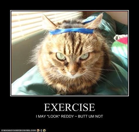 Funny Fitness Cat | Workout humor, Cat exercise, Fit board workouts