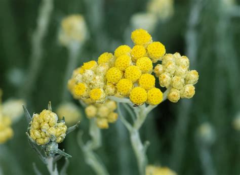 Medicinal Herbs Organic Life Everlasting Flower | Etsy