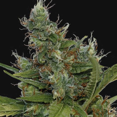 Morning Glory - Strain Information - CannaConnection