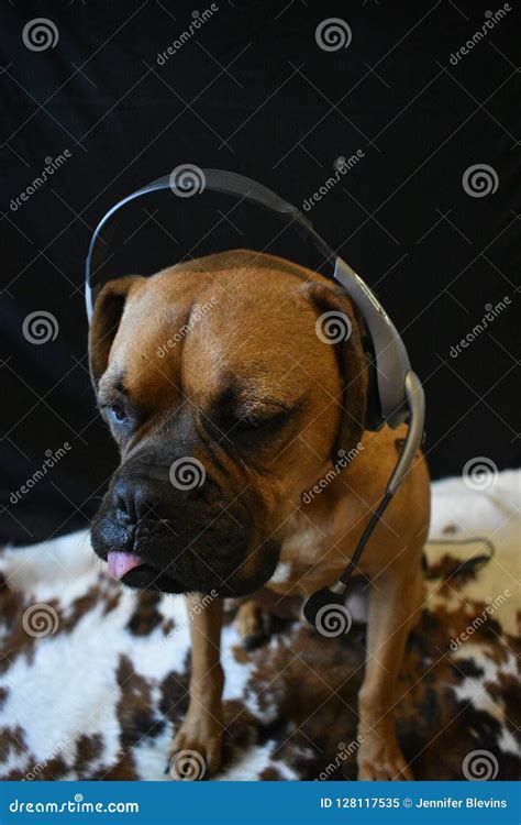 Brown Dog Wearing Headphones with Microphone Stock Image - Image of brown, happy: 128117535