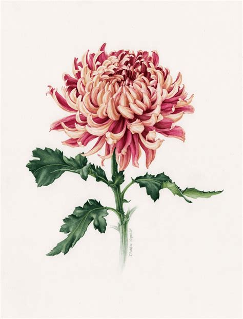 Pin on Chrysanthemum Painting