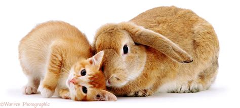 Pets: Kitten & Rabbit photo - WP00427