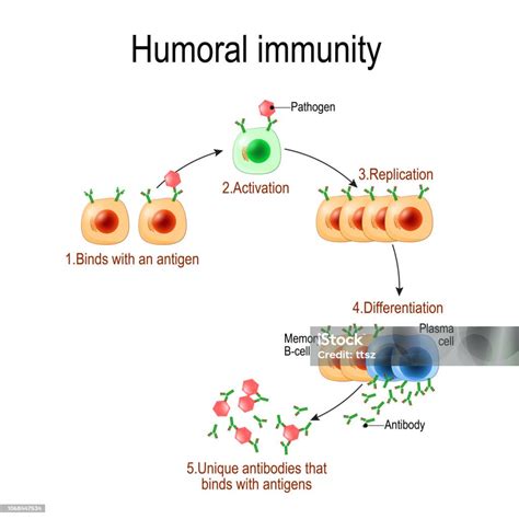 Humoral Immunity Antibodymediated Immunity Stock Illustration - Download Image Now - Antibody, B ...