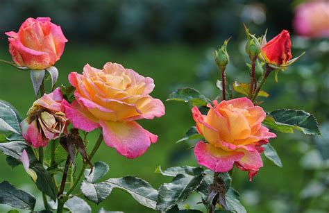 20 Thornless Roses for a Stunning Child-Friendly Garden - Garden and Happy