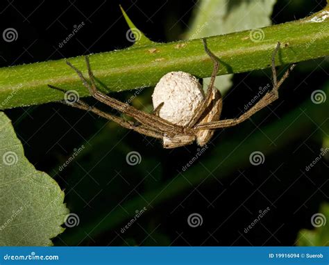 Wolf Spider with Eggs stock photo. Image of female, arachnophobia - 19916094