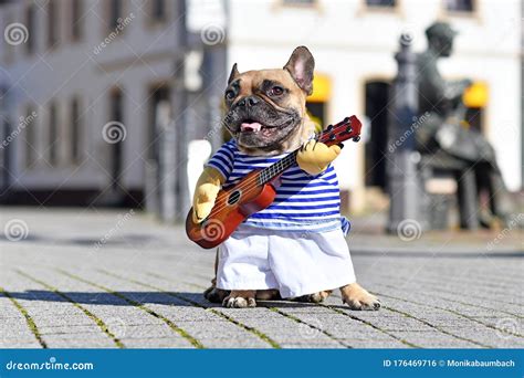 Funny French Bulldog Dog Dressed Up As Big Bad Wolf From Fairytale Little Red Riding Hood With ...