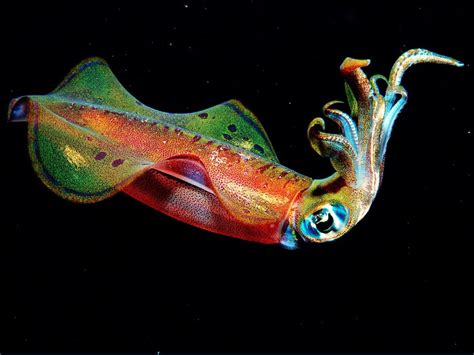 🔥 Bioluminescent Squid : NatureIsFuckingLit