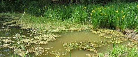 Pond Weed & Plant Identification Guide - Hydrosphere Water Gardens