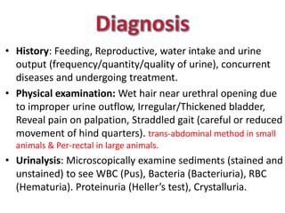 Cystitis in domestic animals | PPT