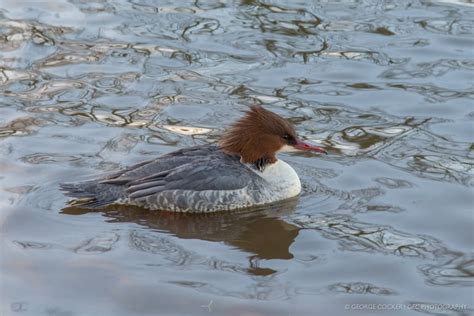 Birds freshwater - GEC.photography