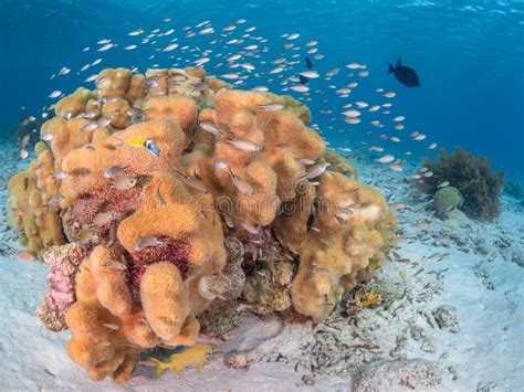 Lobed Star Coral, Orbicella Annularis, Bommie. Bonaire, Caribbean ...