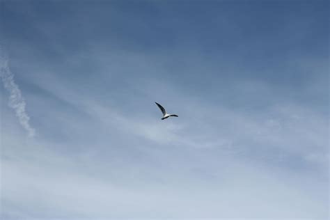 Free stock photo of bird, flying, seagull