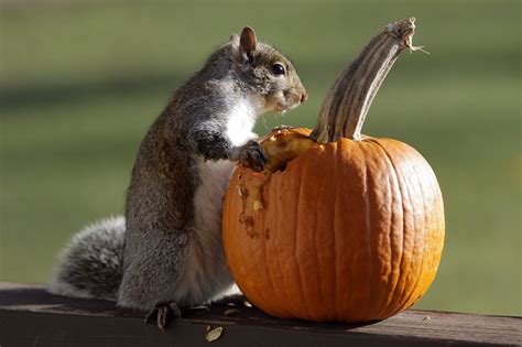 squirrel_pumpkin - Gabrielle's Adventures