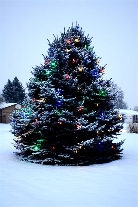 Choosing the Best Christmas Tree Lights Outdoors - Warisan Lighting