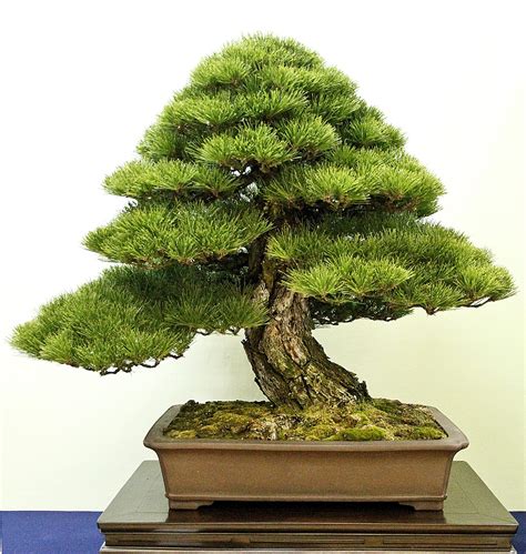 Japan International Bonsai Tour Exploration– Autumn 2013, Part 3 – Valavanis Bonsai Blog