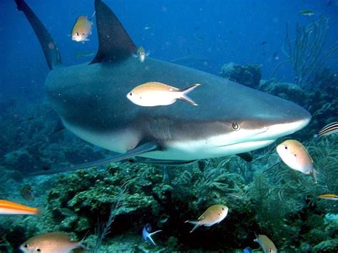 Grey Reef Shark – "OCEAN TREASURES" Memorial Library