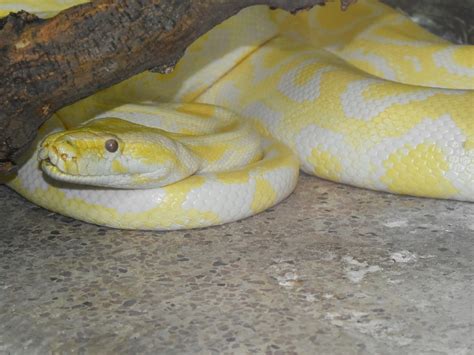 Free picture: python, snake, yellowish, albino, animal, biology, black mamba, cobra