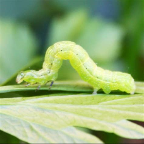 Cabbage Looper Moth larvae | Project Noah