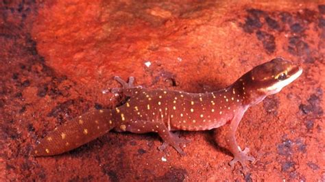 Lizard discoveries in the Pilbara - ABC News