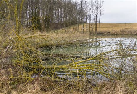 Beaver habitat stock image. Image of trunk, waters, hohenlohe - 177415349