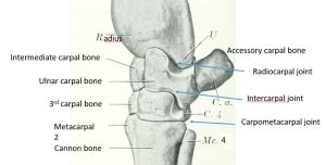 Midcarpal Joint