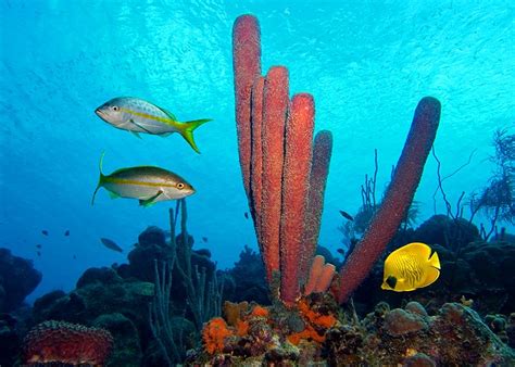 Bonaire National Marine Park – TopTourPlace.com