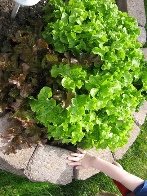 Loose-Leaf Lettuce Varieties | Flickr - Photo Sharing!