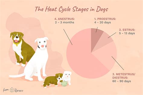 Length of the Heat Cycle in Dogs