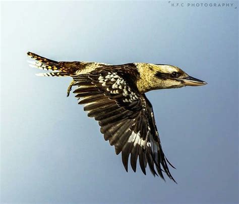 Kookaburra in flight | Patterns in nature, Birds eye, Art inspiration