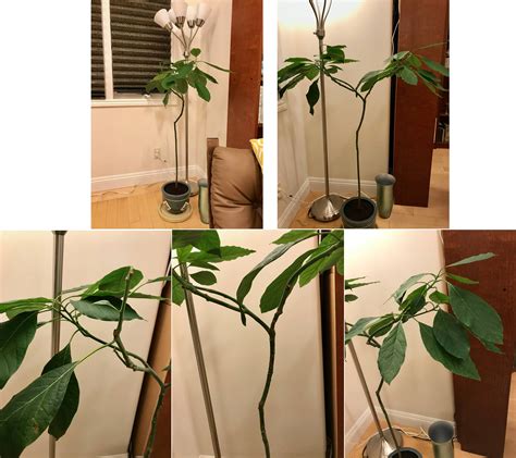 pruning - Can I prune an indoor avocado tree all the way back to stem? - Gardening & Landscaping ...